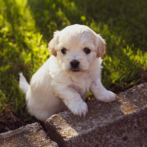 Perro cachorro